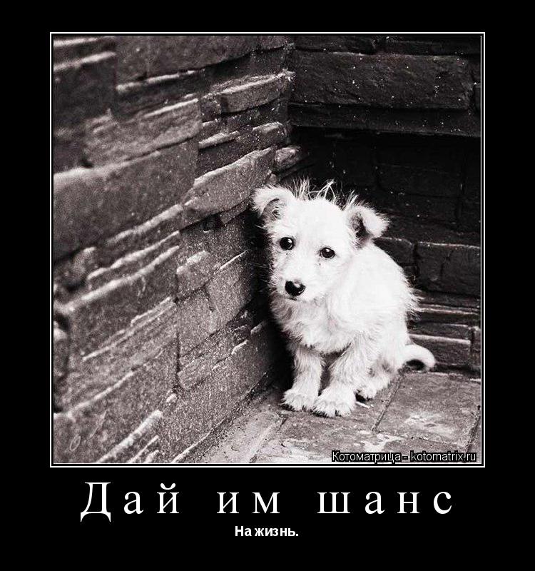 Дай им шанс На жизнь.... Котоматрица: Дай им шанс На жизнь.