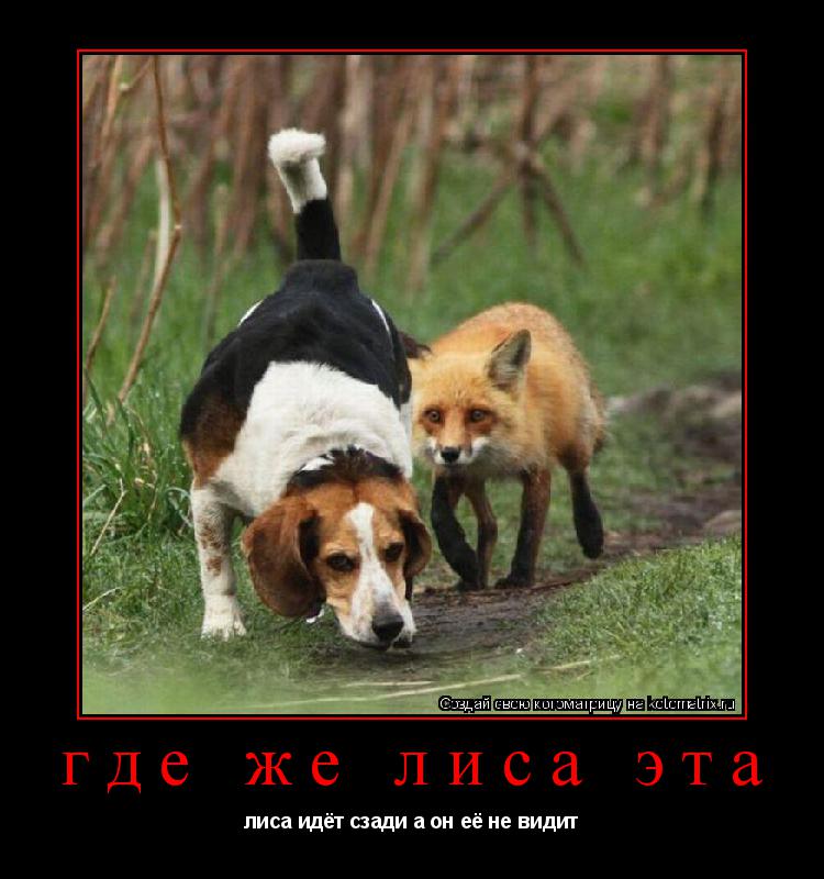 Котоматрица: где же лиса эта лиса идёт сзади а он её не видит