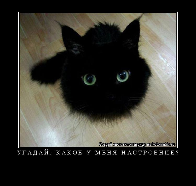 УГАДАЙ, КАКОЕ У МЕНЯ НАСТРОЕНИЕ? ... Котоматрица: УГАДАЙ, КАКОЕ У МЕНЯ НАСТРОЕНИЕ?