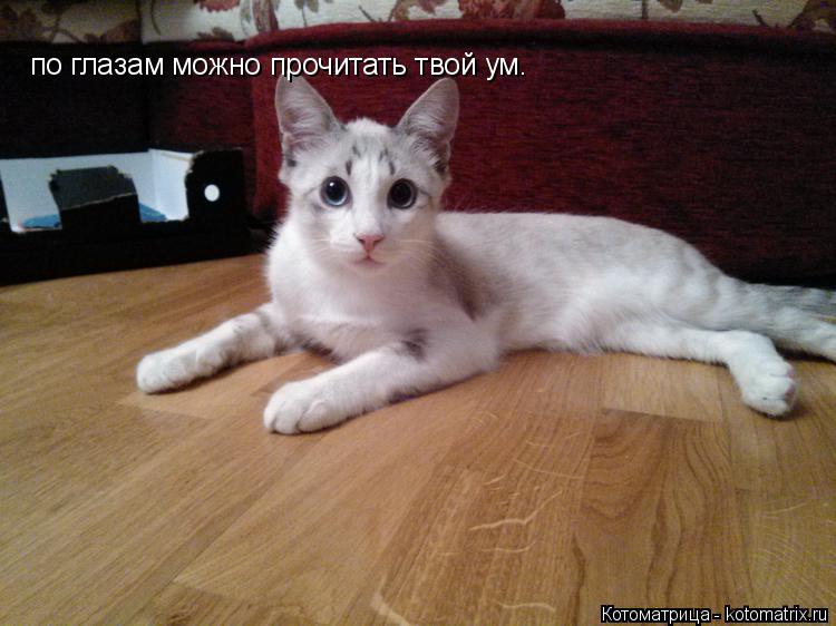 Котоматрица: по глазам можно прочитать твой ум.