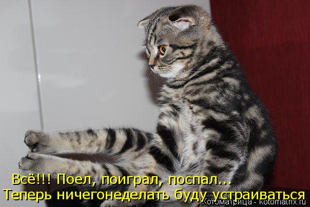 Всё!!! Поел, поиграл, поспал... Теперь ничегонеделать буду устраиваться... Котоматрица: Всё!!! Поел, поиграл, поспал... Теперь ничегонеделать буду устраиваться