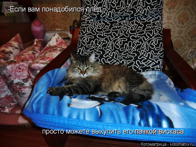 Котоматрица: -Если вам понадобился плед просто можете выкупить его пачкой вискаса