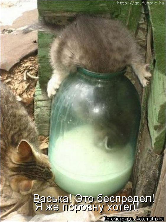 Котоматрица: Васька! Это беспредел! Я же поровну хотел!