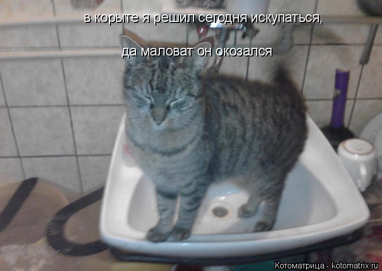 Котоматрица: в корыте я решил сегодня искупаться,  да маловат он окозался
