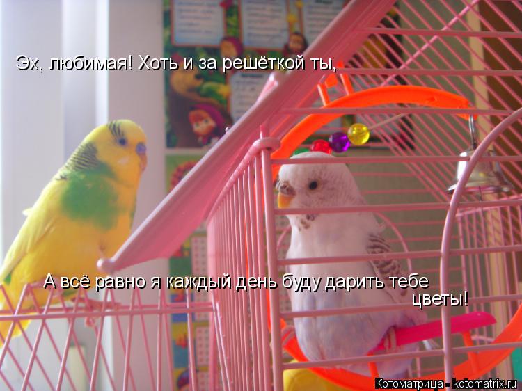 Котоматрица: Эх, любимая! Хоть и за решёткой ты, А всё равно я каждый день буду дарить тебе цветы!