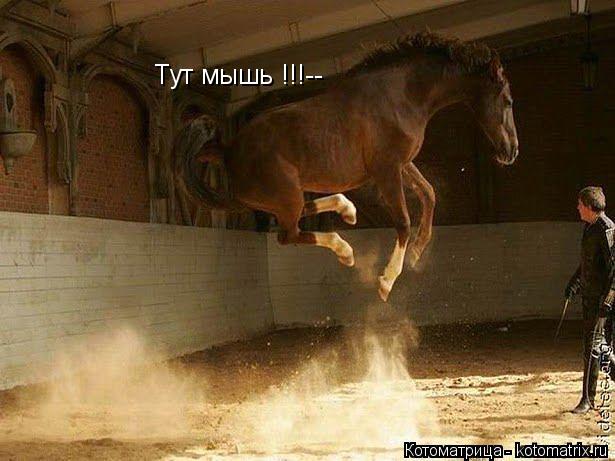 Котоматрица: Тут мышь !!!--