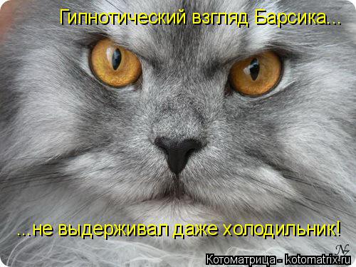 Котоматрица: Гипнотический взгляд Барсика... ...не выдерживал даже холодильник!