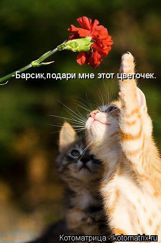 Котоматрица: -Барсик,подари мне этот цветочек.