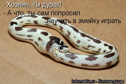 Котоматрица: - А что, ты сам попросил - Хозяин, ты дурак! научить в змейку играть