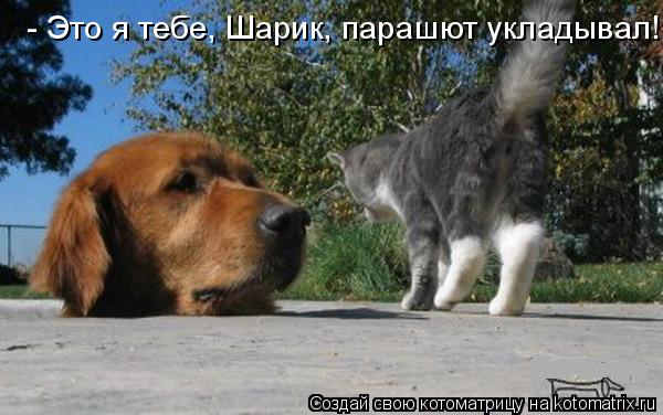 - Это я тебе, Шарик, парашют укладывал!... Котоматрица: - Это я тебе, Шарик, парашют укладывал!
