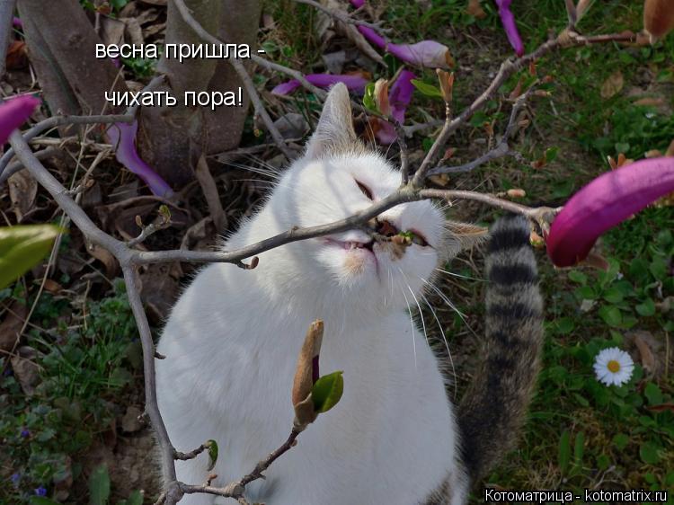 Котоматрица: весна пришла - чихать пора!