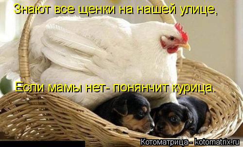 Знают все щенки на нашей улице, Если мамы нет- понянчит курица.... Котоматрица: Знают все щенки на нашей улице, Если мамы нет- понянчит курица.