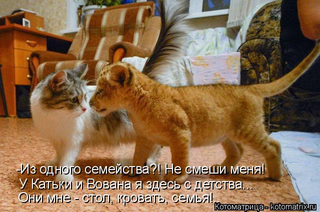 -Из одного семейства?! Не смеши меня! У Катьки и Вована я здесь с детства... Они мне - стол, кровать,... Котоматрица: -Из одного семейства?! Не смеши меня! У Катьки и Вована я здесь с детства... Они мне - стол, кровать, семья!..
