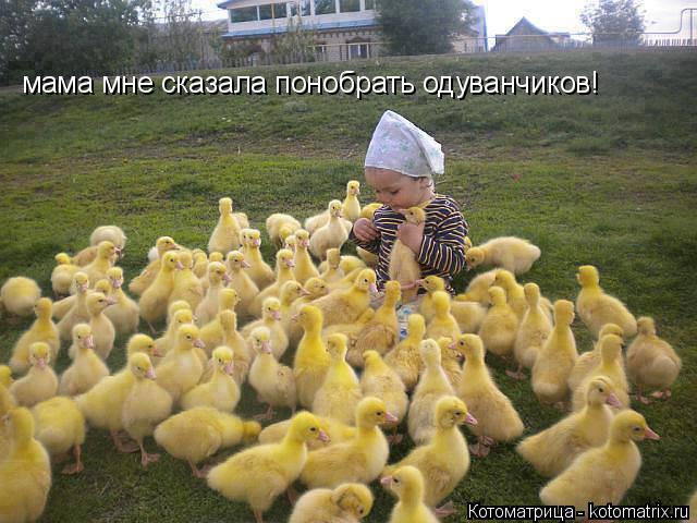Котоматрица: мама мне сказала понобрать одуванчиков!