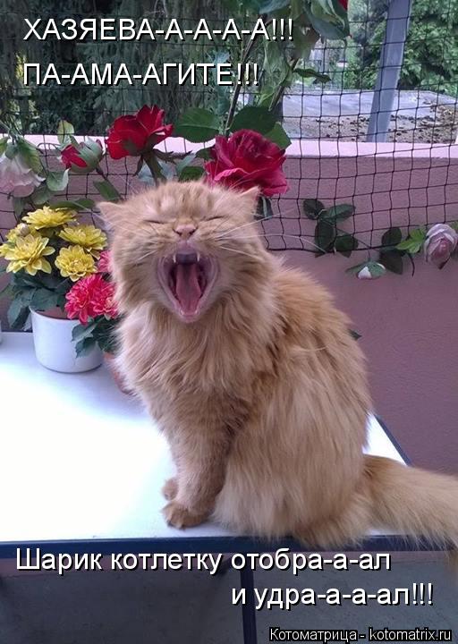 ХАЗЯЕВА-А-А-А-А!!! ПА-АМА-АГИТЕ!!! Шарик котлетку отобра-а-ал и удра-а-а-ал!!!... Котоматрица: ХАЗЯЕВА-А-А-А-А!!! ПА-АМА-АГИТЕ!!! Шарик котлетку отобра-а-ал и удра-а-а-ал!!!