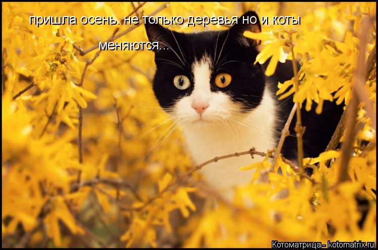 Котоматрица: пришла осень. не только деревья но и коты меняются...