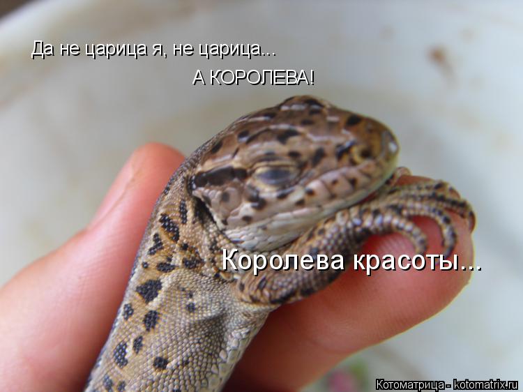 Котоматрица: Да не царица я, не царица... А КОРОЛЕВА! Королева красоты...
