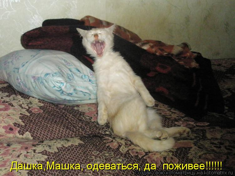 Дашка,Машка, одеваться, да поживее!!!!!!... Котоматрица: Дашка,Машка, одеваться, да поживее!!!!!!