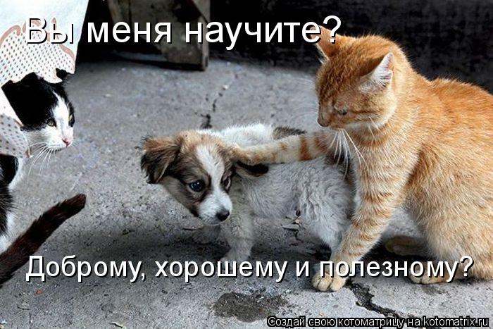 Вы меня научите? Доброму, хорошему и полезному?... Котоматрица: Вы меня научите? Доброму, хорошему и полезному?