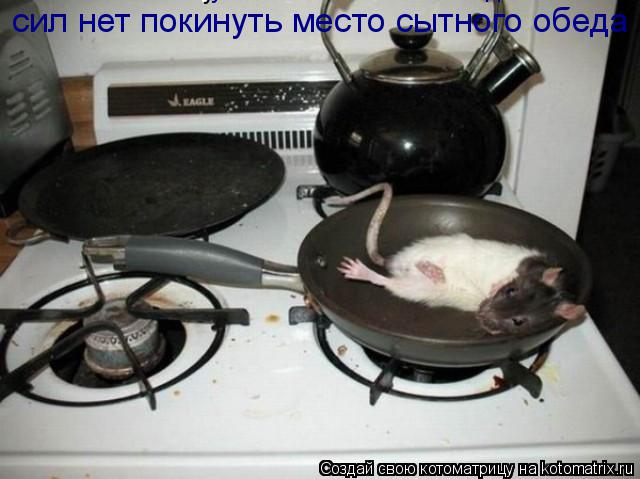 Котоматрица: сил нет покинуть  сил нет покинуть место сытного обеда сил нет покинуть место сытного обеда