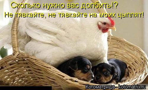 Сколько нужно вас долбить!? Не тявкайте, не тявкайте на моих цыплят!... Котоматрица: Сколько нужно вас долбить!? Не тявкайте, не тявкайте на моих цыплят!