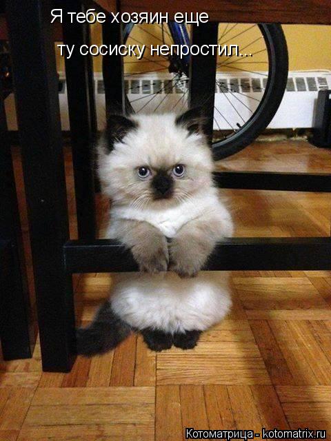 Котоматрица: Я тебе хозяин еще  ту сосиску непростил...