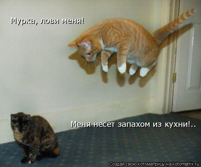 Котоматрица: Мурка, лови меня! Меня несет запахом из кухни!..