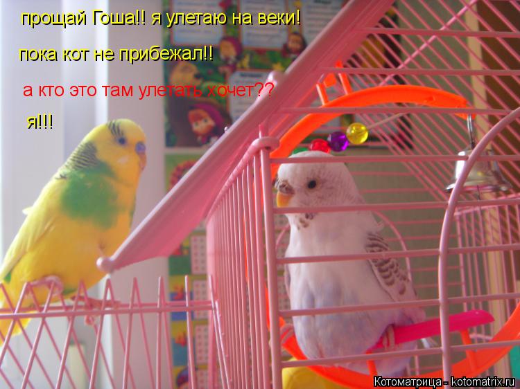 прощай Гоша!! я улетаю на веки! пока кот не прибежал!! а кто это там улетать хочет?? я!!!... Котоматрица: прощай Гоша!! я улетаю на веки! пока кот не прибежал!! а кто это там улетать хочет?? я!!!