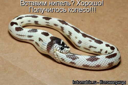 Котоматрица: Вставим нипель? Хорошо! Получилось колесо!!!