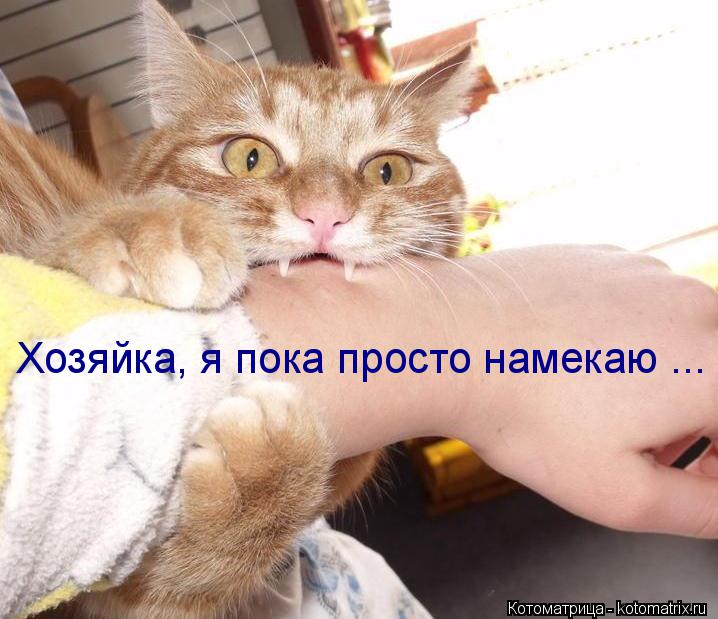 Котоматрица: Хозяйка, я пока просто намекаю ...
