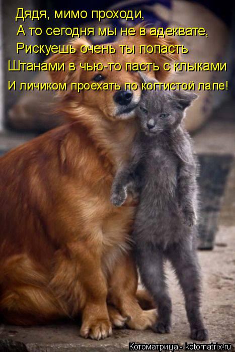 Котоматрица: Дядя, мимо проходи, А то сегодня мы не в адеквате, Рискуешь очень ты попасть Штанами в чью-то пасть с клыками И личиком проехать по когтистой 