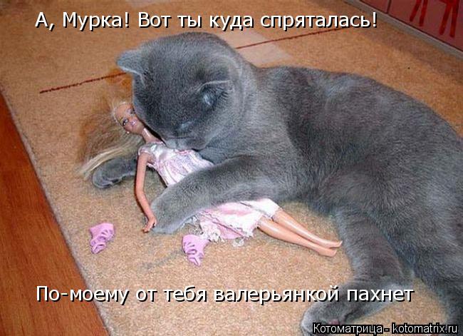 Котоматрица: А, Мурка! Вот ты куда спряталась! По-моему от тебя валерьянкой пахнет