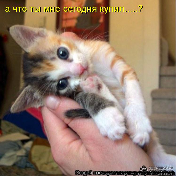а что ты мне сегодня купил.....?... Котоматрица: а что ты мне сегодня купил.....?