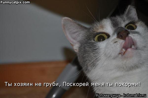 Котоматрица: Ты хозяин не груби, Поскорей меня ты покорми!