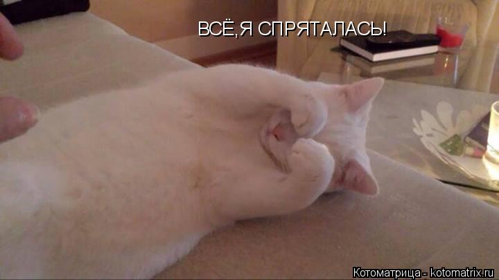 ВСЁ,Я СПРЯТАЛАСЬ!... Котоматрица: ВСЁ,Я СПРЯТАЛАСЬ!