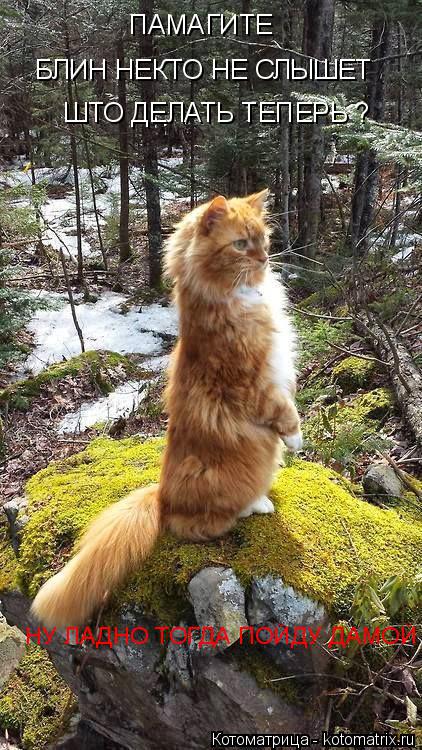 Котоматрица: ПАМАГИТЕ БЛИН НЕКТО НЕ СЛЫШЕТ ШТО ДЕЛАТЬ ТЕПЕРЬ ? НУ ЛАДНО ТОГДА ПОЙДУ ДАМОЙ