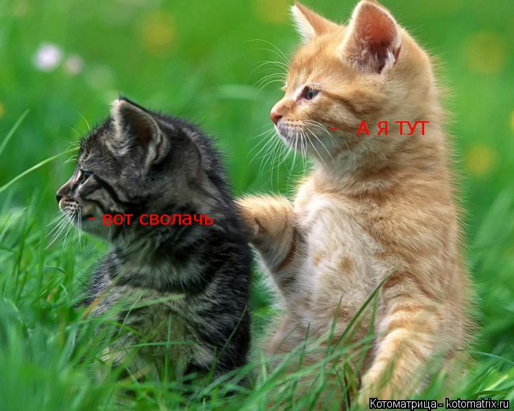 Котоматрица: -   А Я ТУТ - вот сволачь