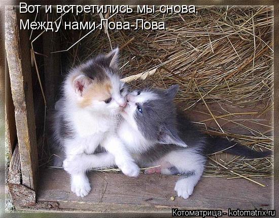 Котоматрица: Вот и встретились мы снова, Между нами Лова-Лова.