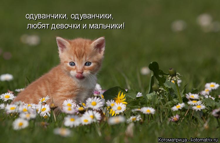 Котоматрица: одуванчики, одуванчики, любят девочки и мальчики!