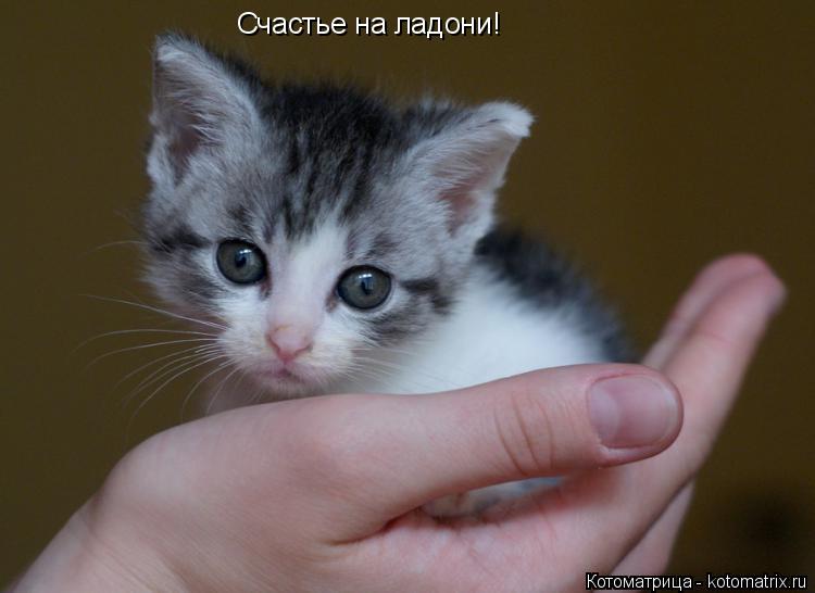 Счастье на ладони!... Котоматрица: Счастье на ладони!