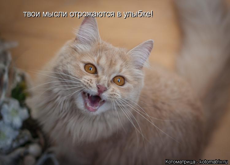 Котоматрица: твои мысли отрожаются в улыбке!