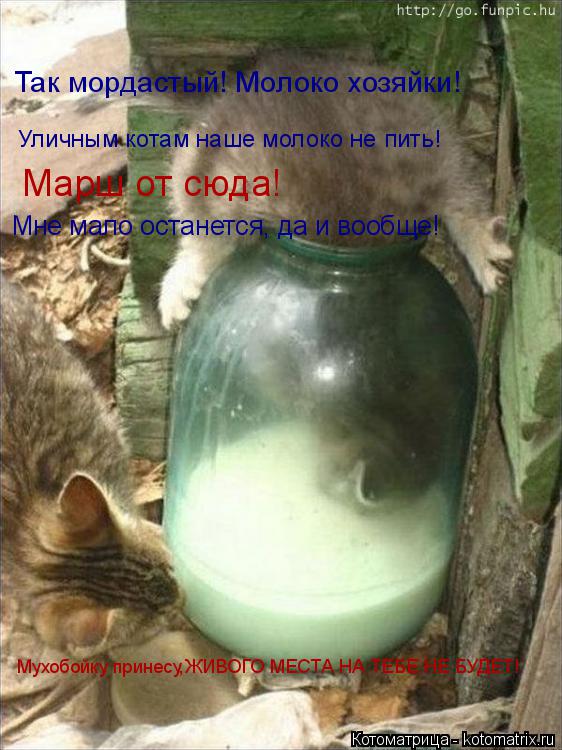 Уличным котам наше молоко не пить! Марш от сюда! Мне мало останется, да и вообще! Так мордастый! Моло... Котоматрица: Уличным котам наше молоко не пить! Марш от сюда! Мне мало останется, да и вообще! Так мордастый! Молоко хозяйки! Мухобойку принесу,ЖИВОГО МЕС