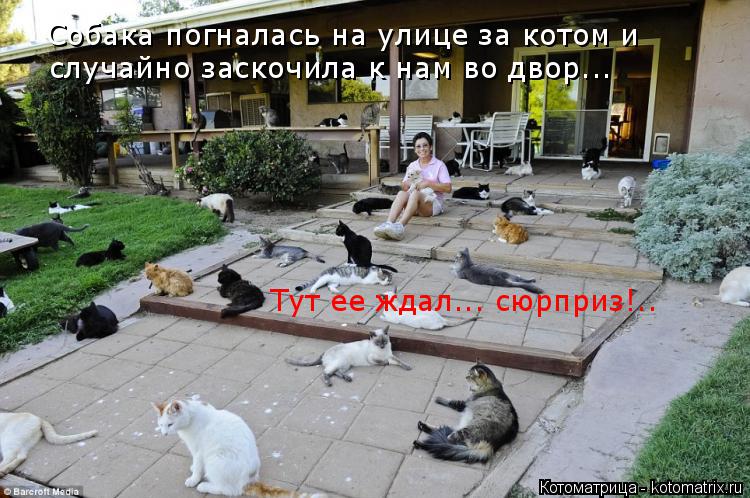 Котоматрица: Собака погналась на улице за котом и случайно заскочила к нам во двор... Тут ее ждал... сюрприз!..