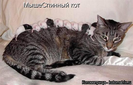 Котоматрица: МышеСпинный кот