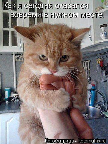 Котоматрица: Как я сегодня оказался вовремя в нужном месте!