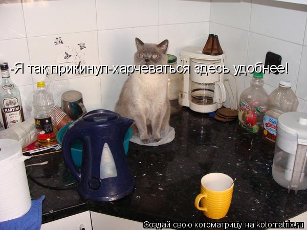 -Я так прикинул-харчеваться здесь удобнее!... Котоматрица: -Я так прикинул-харчеваться здесь удобнее!