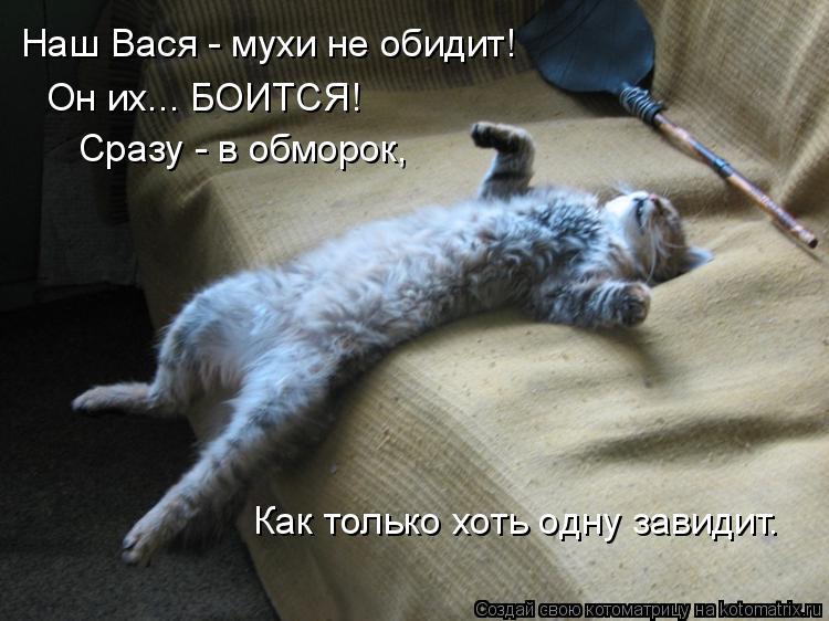 Наш Вася - мухи не обидит! Он их... БОИТСЯ! Сразу - в обморок, Как только хоть одну завидит.... Котоматрица: Наш Вася - мухи не обидит! Он их... БОИТСЯ! Сразу - в обморок, Как только хоть одну завидит.