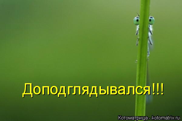 Доподглядывался!!!... Котоматрица: Доподглядывался!!!