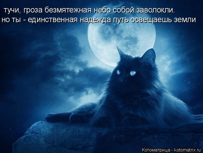 Котоматрица: тучи, гроза безмятежная небо собой заволокли. но ты - единственная надежда путь освещаешь земли