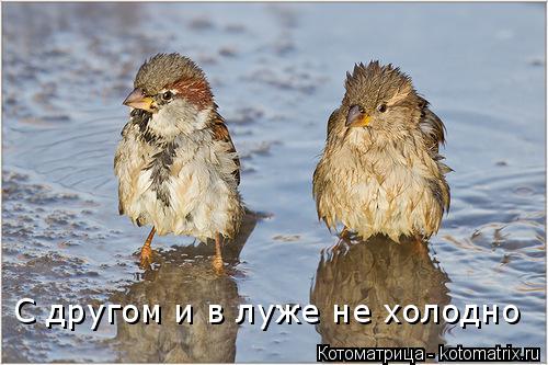 Котоматрица: С другом и в луже не холодно